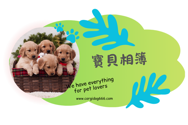 寶貝相簿