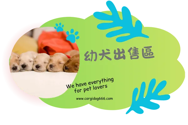幼犬出售區